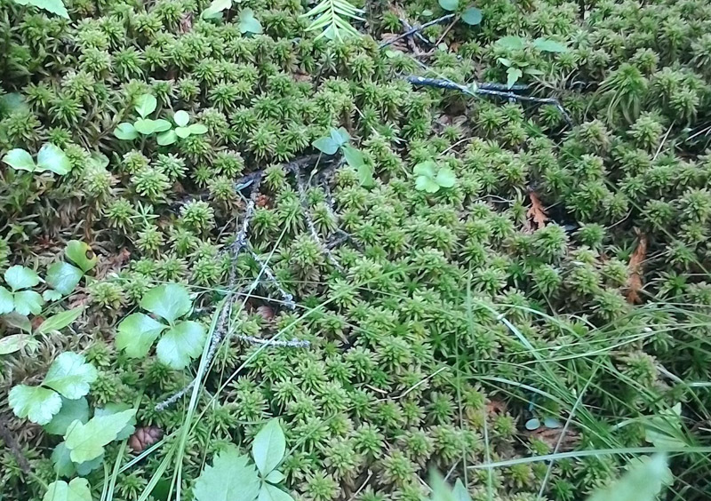 Sphagnum wulfianum